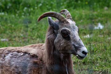 mountain goat on the farm