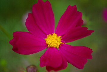 Obraz premium コスモス