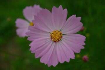 Obraz premium コスモス