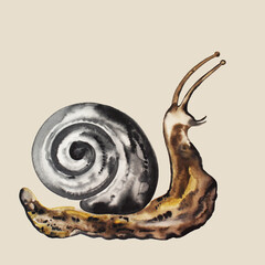 Snail art hand drawn watercolor sketch on beige color background.