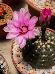 Obraz na płótnie Canvas Photos of beautiful cactus in florist.