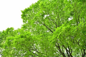 Obraz premium 光を浴びて輝くエノキの若葉