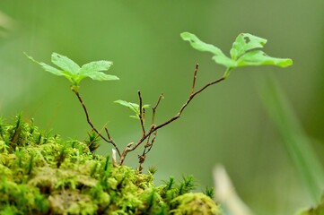 苔の上で育つ若木の情景＠奈良