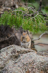 Ground squirrel squatting on a large rock.