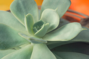 Fototapeta premium Suculents Plant in pot