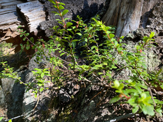 Forest Plants