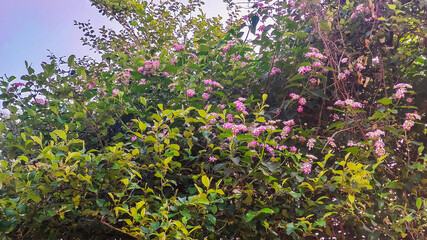 beautiful red flowers on a tree with fresh green leaves along the sky