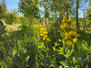 Forest Plants