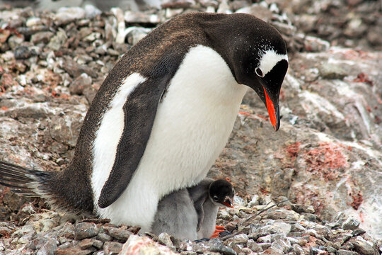 Mother Gentoo Penguin And Baby Chick In Antarctica