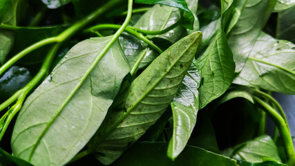 selective focus on green leaves