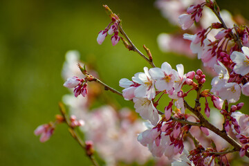 桜