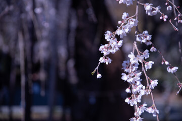 桜5