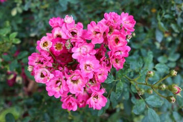 roses in the garden. Flowers in the garden. Colorful flowers. Flower of love. colorful. At Huai Phak Phai Royal Rose Garden, Thung Roeng Royal Project, Chiang Mai, Thailand. Roses of many varieties.