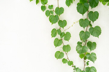 green ivy isolated on a white wall background.