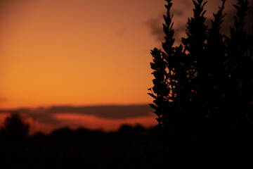 Fototapeta premium 夕暮れ