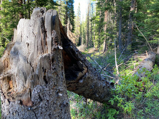 Fallen Tree
