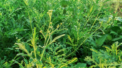 selective focus on green small leaves