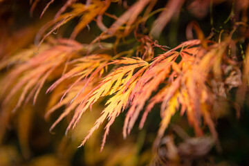 Maple leaves in autumn