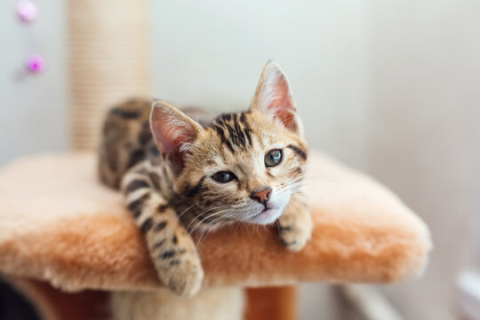 Young cute bengal cat laying on a soft cat's shelf.