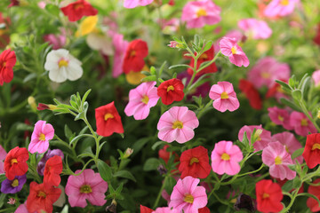 Calibrachoa Petunia flower blooms in summer sunlight
