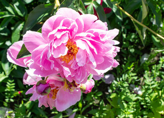 Photo peon pink flower on a bush close up