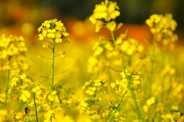 Obraz premium 菜の花 花畑 