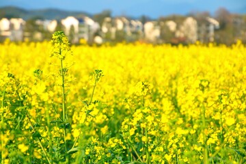 Obraz premium 菜の花 花畑 