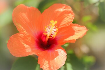 ハイビスカスの花