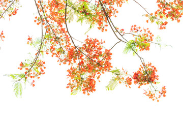 Peacock flowers on tree with white background
