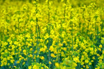 Obraz premium 菜の花 花畑 