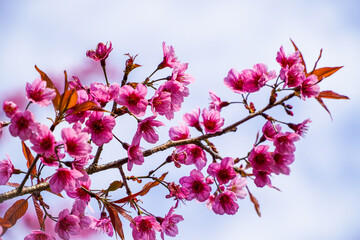 Cherry blossoms, beautiful pink flowers, select focus and the blue sky background
