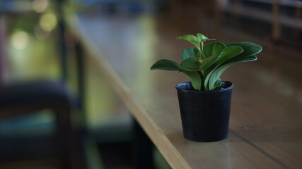 Fototapeta premium plant in a vase