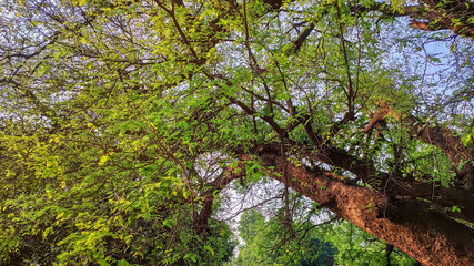selective focus on green small leaves of plant in grass