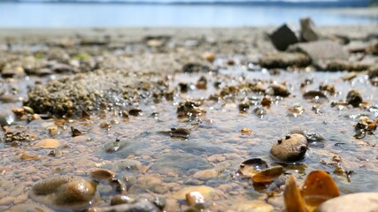 dead sea urchin on the beach background 