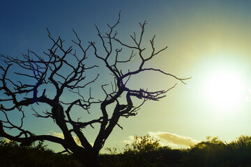 árvore, céu, silhueta, pôr-do-sol, natureza, paisagem, galho, inverno, galho, árvore,...