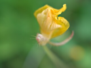 Closeup yellow petals wild flower plants in garden with green blurred background ,macro image ,soft focus ,swet color for card design