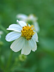 Closeup white Bidens alba (black-jack) flower plants and yellow pollen in garden with green blurred background ,soft focus ,macro image ,sweet color