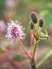 Closeup sweet pink Shame flowers plants, Mimosa pudica in garden with blurred background ,soft focus and sweetcolor for card design ,macro image ,