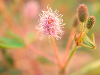 Closeup sweet pink Shame flowers plants, Mimosa pudica in garden with blurred background ,soft focus and sweetcolor for card design ,macro image ,