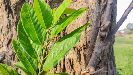 selective focus on green leaves of a tree