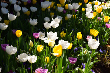 Fototapeta premium Colorful Tulip Bed