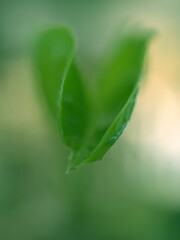 Closeup green leaf of plants with blurred background ,detail macro image ,nature leaves ,soft focus ,sweet color for card design