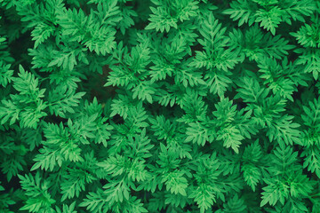 Green leaves color dark background. Tropical Plant,environment,fresh,photo concept nature and plant.