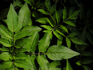 Fototapeta na wymiar Green leaf background. Nature concept