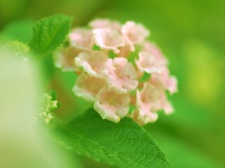 Closeup pink petals lantana camara west indian flowers in garden with green blurred background and soft focus ,macro image ,sweet color for card design