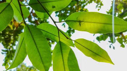 selective focus on green leaves a spider on it