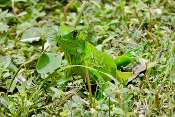 Reptil