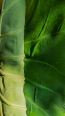 texture of a big green leaf