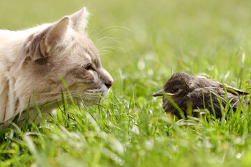 The cat hunts a bird in the grass in a meadow. A predator catches a chick in the field. The hunter cat is watching the victim. Summer scene © digitalien