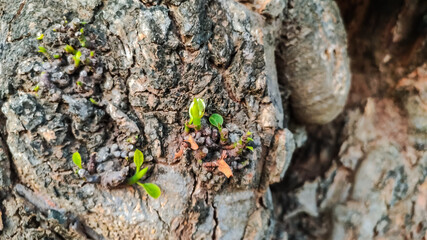 view of fresh green leaves coming out from a dry tree trunk